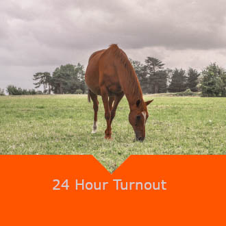 Equine 24 Hour Turnout