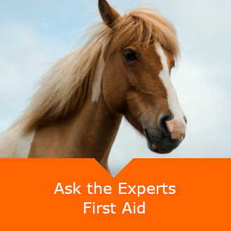 Equine First Aid