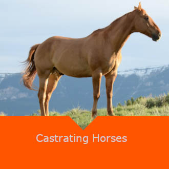 Equine Castration