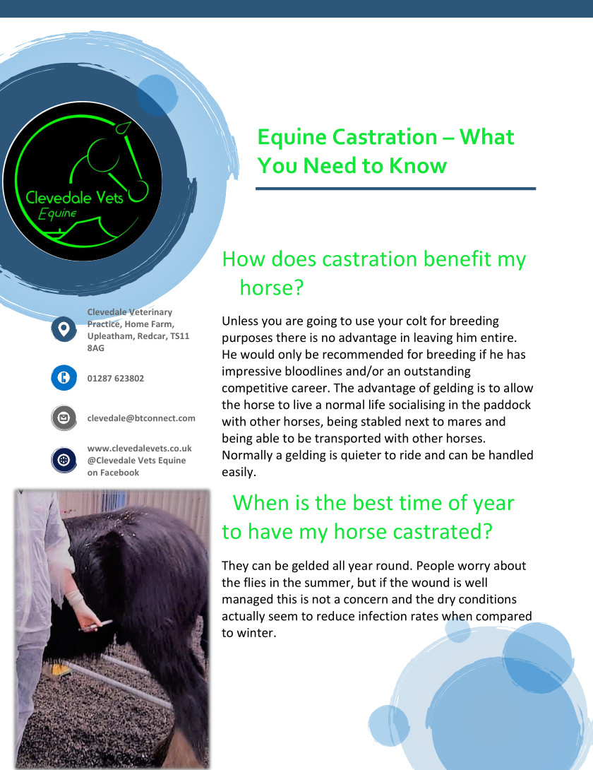Equine Castration 1