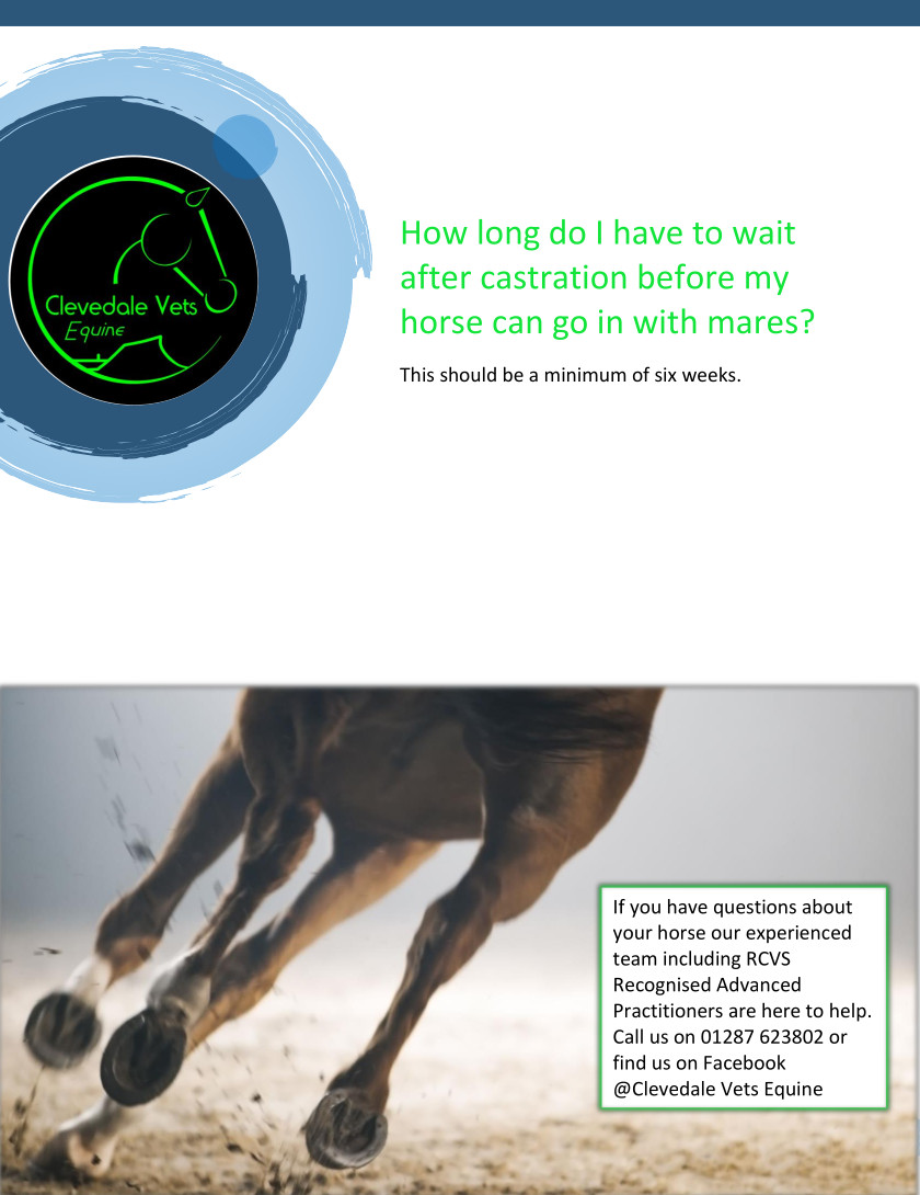 Equine Castration 4