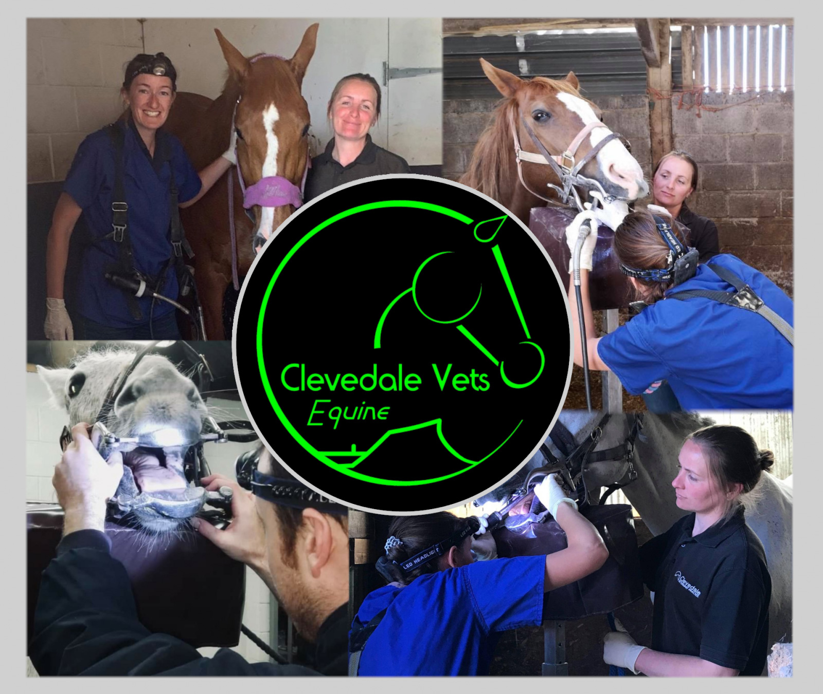 Clevedale Equine Dental Services