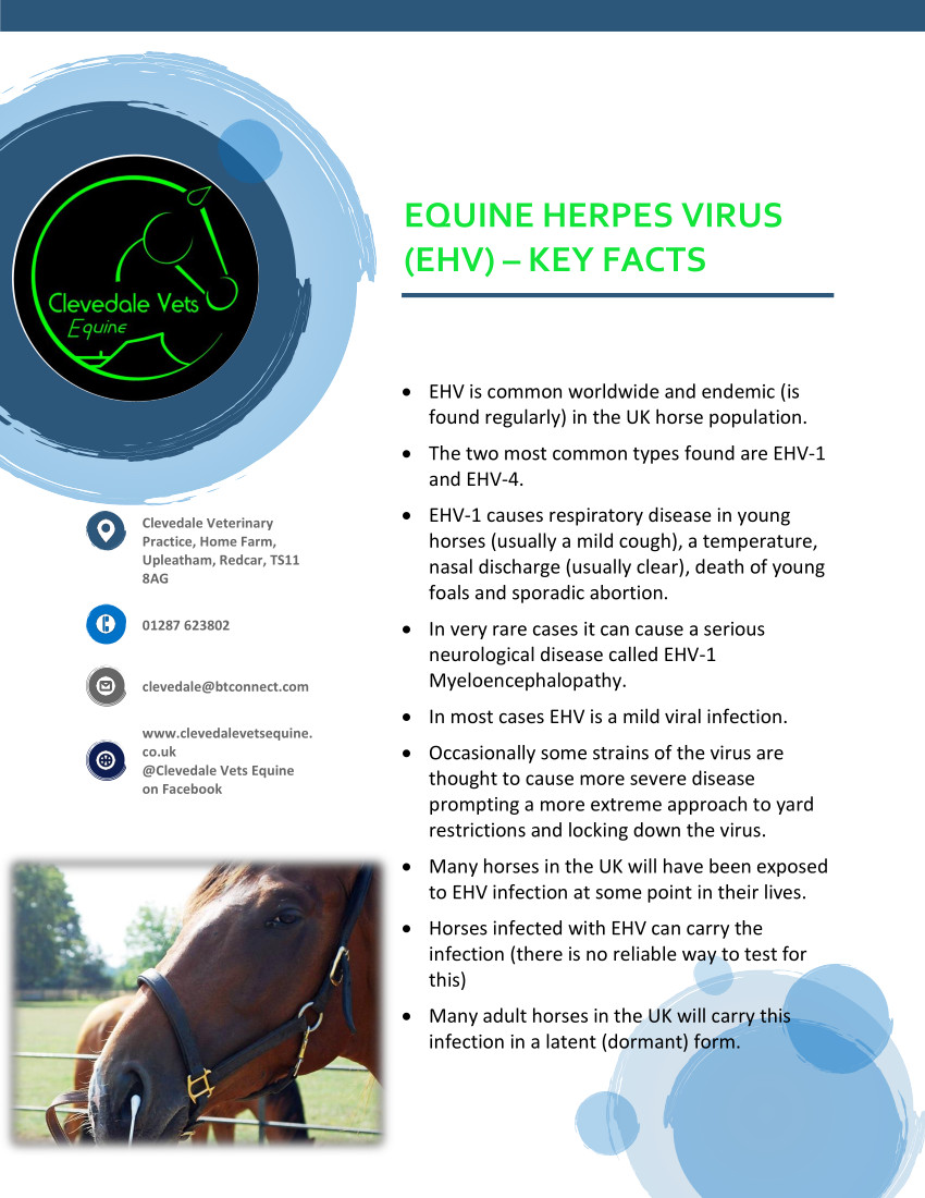 Equine Herpes Virus (EHV) 1