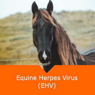 Equine Herpes Virus