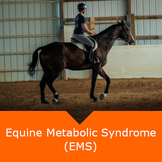Equine EMS