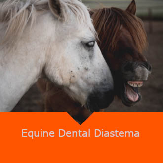 Equine Dental Diastema