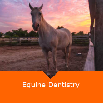 Equine Dentistry