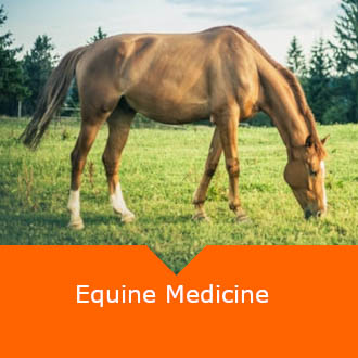 Equine Medicine