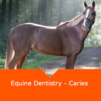 Equine Dentistry Caries