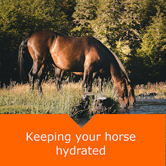 Equine Hyrdration