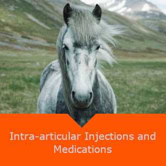 Equine Intra Articular Injections and Medications