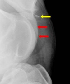 Lameness Diagnosis