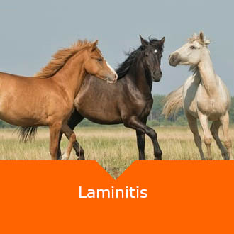 Equine Laminitis