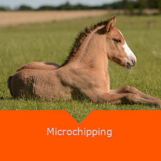Equine Microchipping