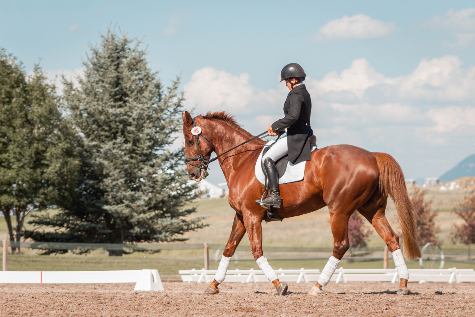 Equine Physiotherapy