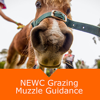 Equine Grazing Muzzle Guidance