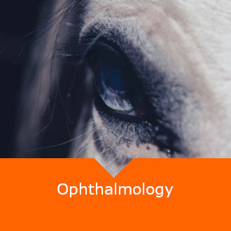 Equine Opthamology