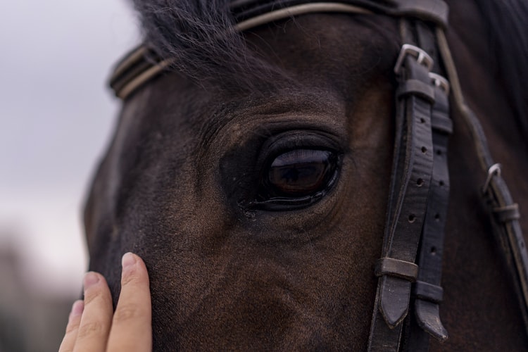 Equine Ophthalmology