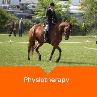 Equine Physiotherapy