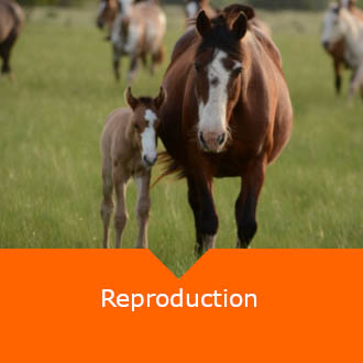 Equine Reproduction