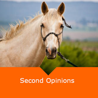 Equine Second Opinion Equine Vet