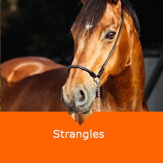 Equine Strangles