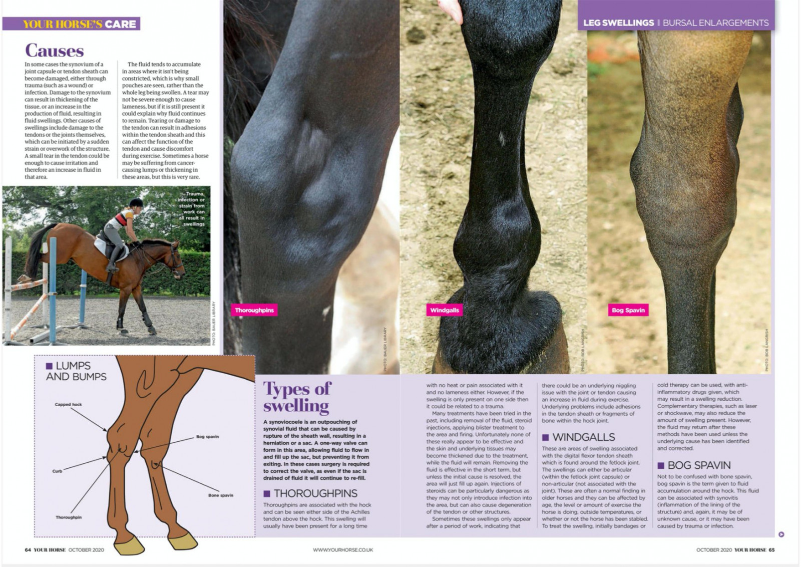 Equine Swollen Legs 2