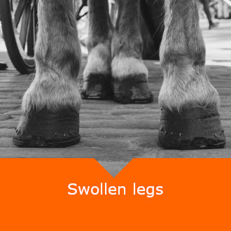 Equine Swollen Legs