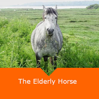 Elderly Horse 