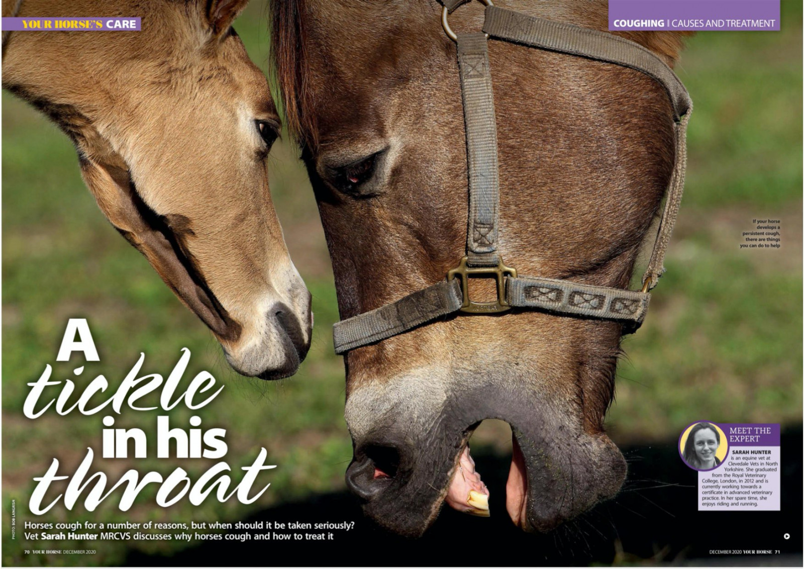 Equine Tickle In His Throat 1