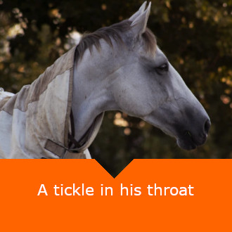 Equine Throat