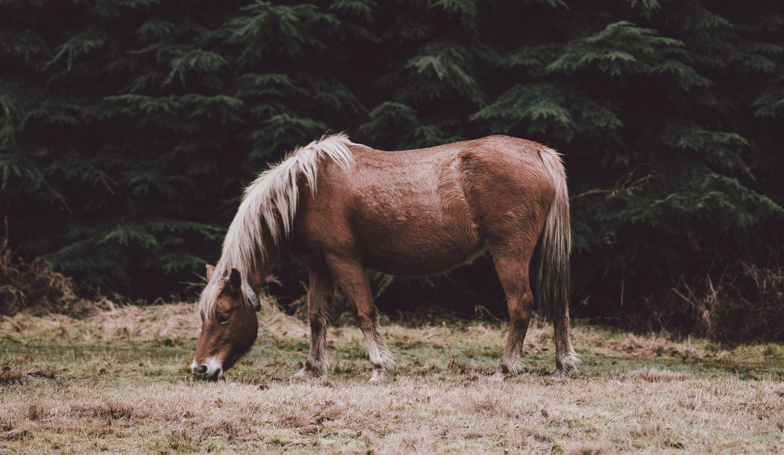 Equine Weight Management