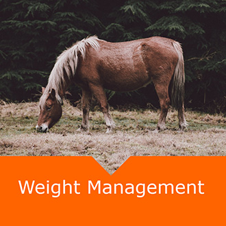 Equine Weight Management